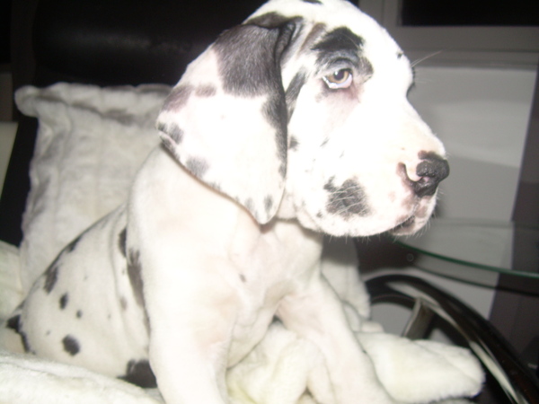 onze KLEINE loebas  (Duitse Dogje)