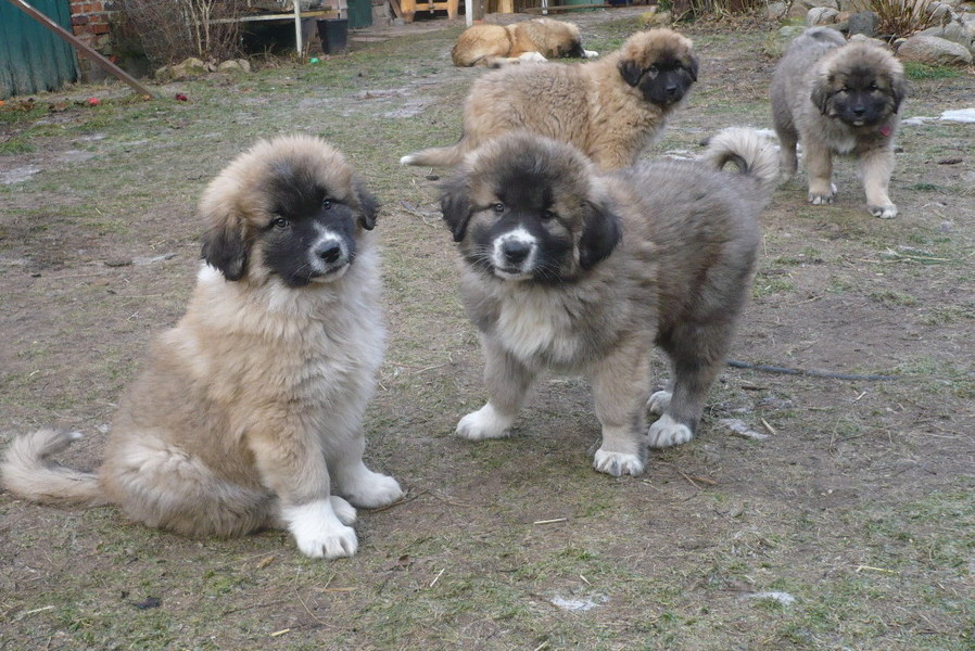 Kaukasische Owcharka