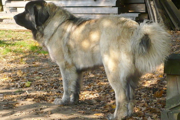 Kaukasische Owcharka