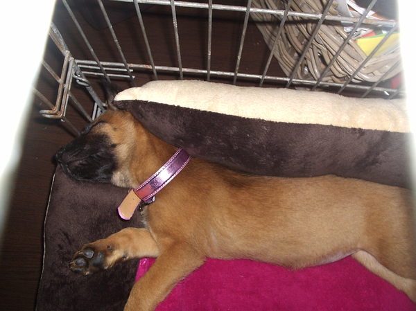 de 1ste dag bij ons huis.