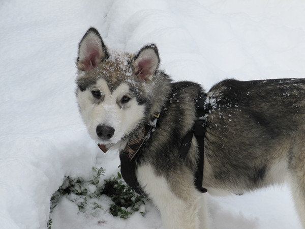 Een echte Alaskan Malamute!