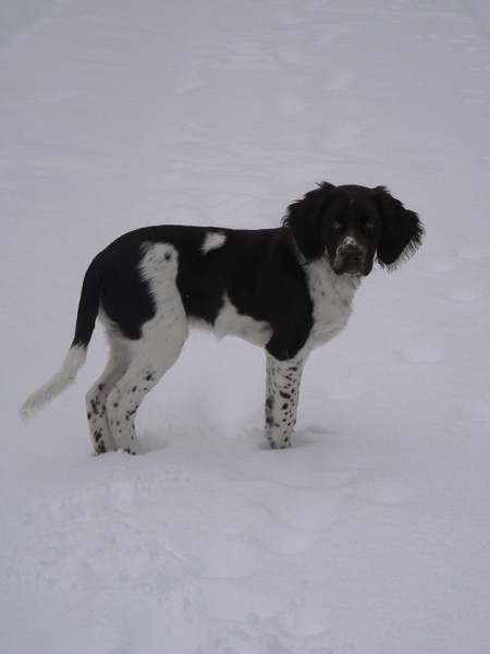 Drentsche Patrijshond