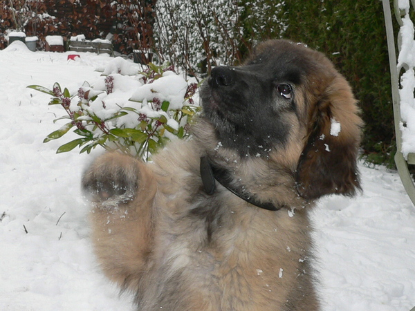 Leonberger