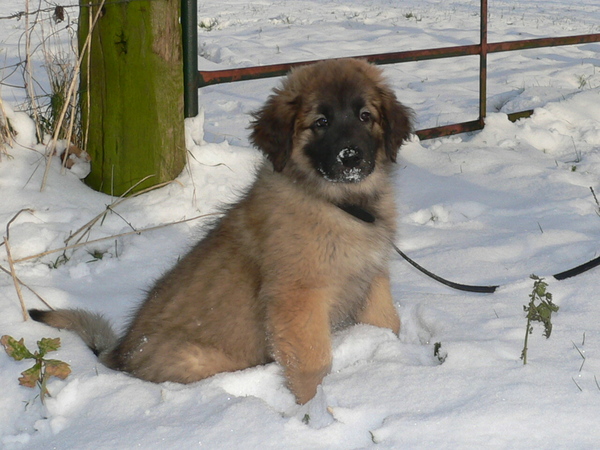 Leonberger