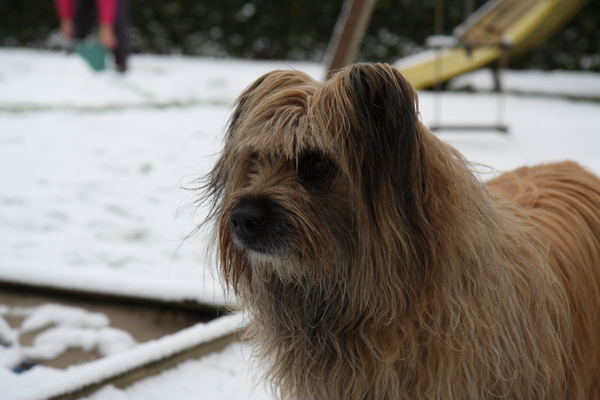 Pyrenese Herdershond