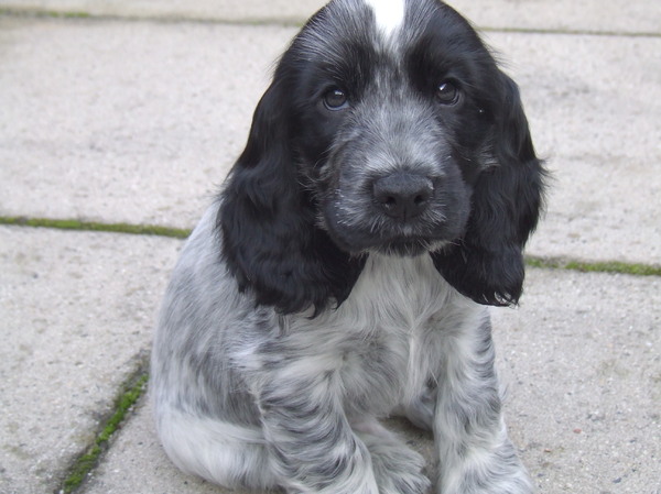 Engelse Cocker Spaniel