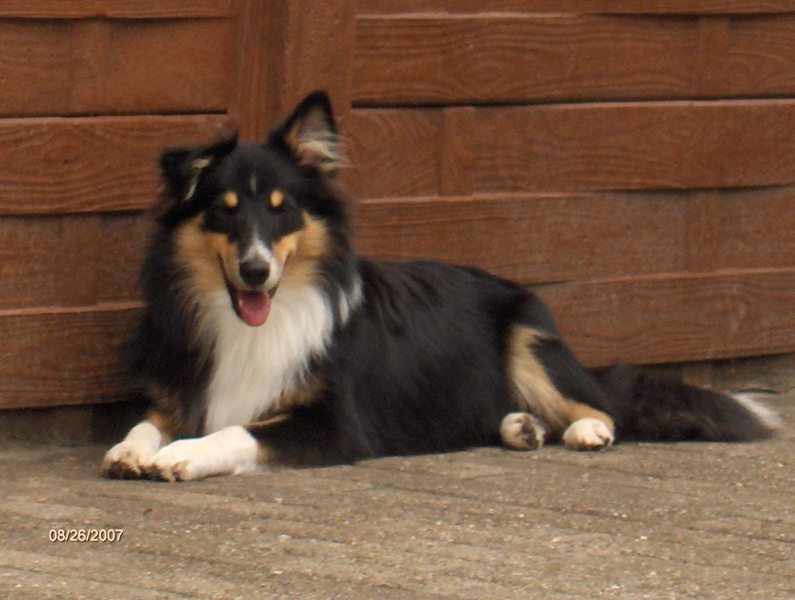 Sheltie