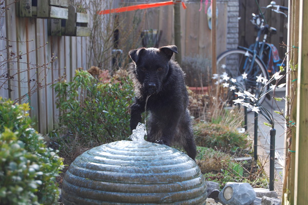 Diesel op het waterornament