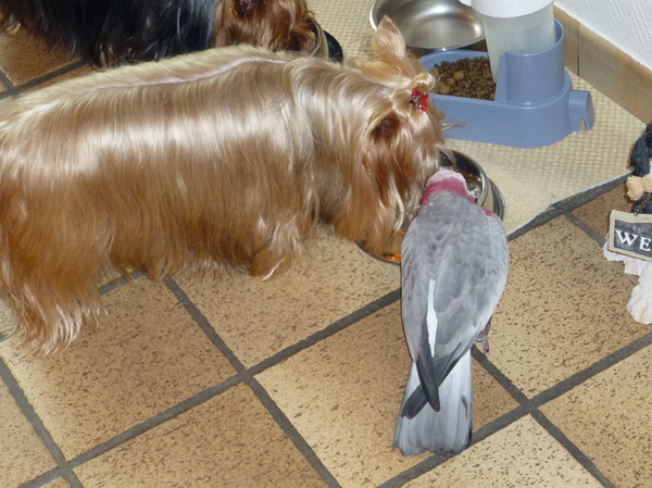 de yorkshire tesamen met de kaketoe