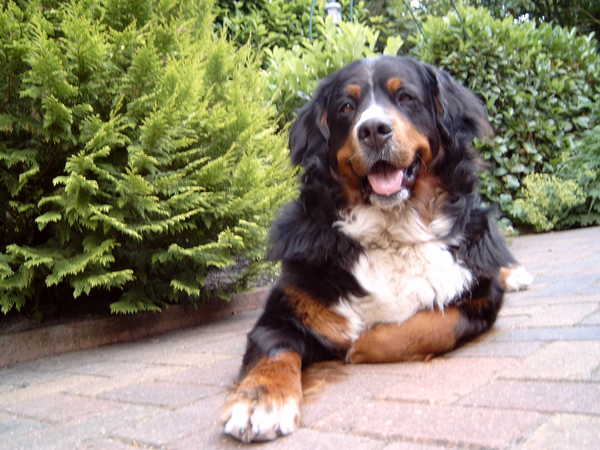 Berner Sennenhond