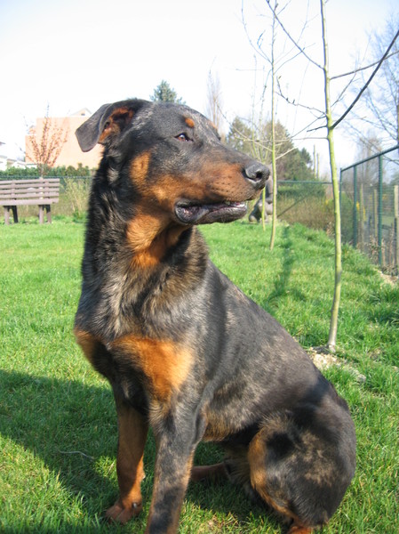 Beauceron