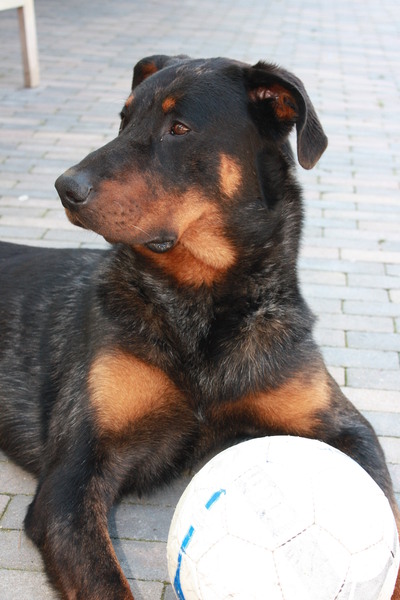 Beauceron