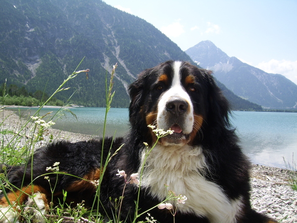 Berner Sennenhond