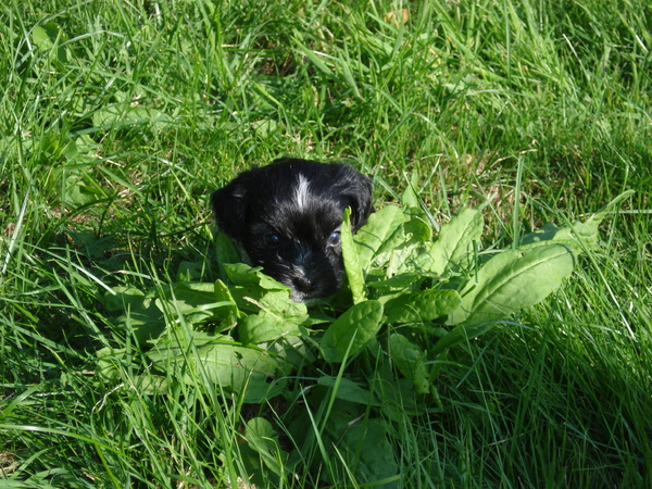 Tommie verstopt achter gras