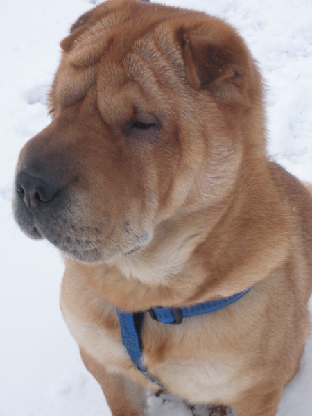 Shar Pei