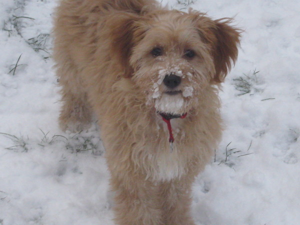 Saartje  snuffelt het liefst met haar snuit in de sneeuw