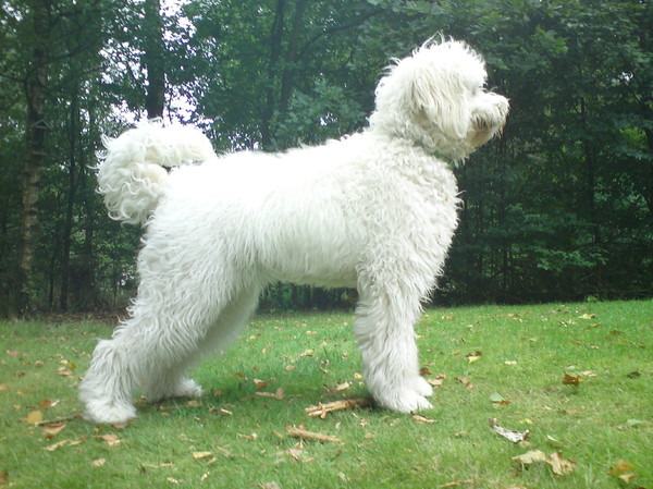 Labradoodle