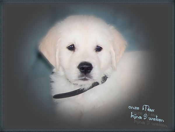 al een echt fotomodelleke toch ???? onze pup Max