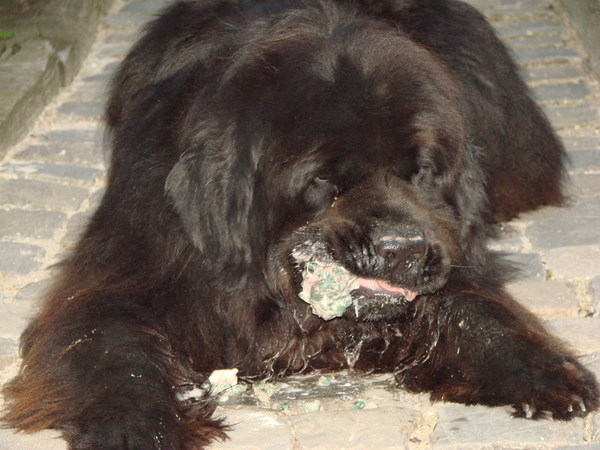 Bas is lekker aan het smullen 