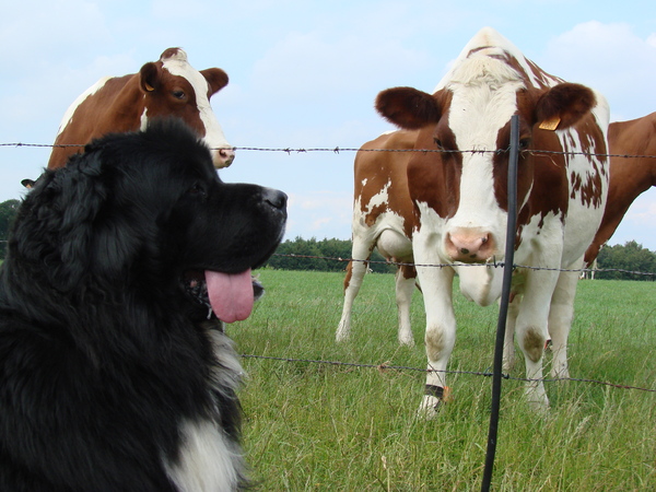 MMM JEETJE DIE ZIJN WEL GROTER ALS DAT IK BEN