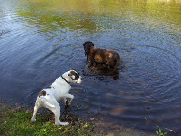 jaja hij wil wel maar durft niet