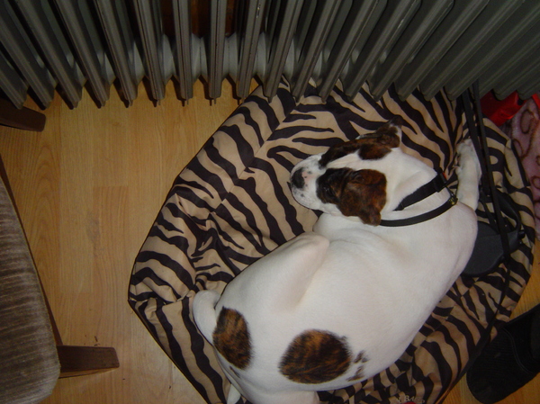 jaja heel veel slapen