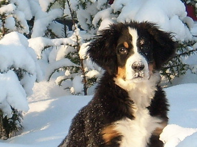 Berner Sennenhond
