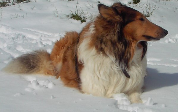 Schotse Herdershond, Langhaar