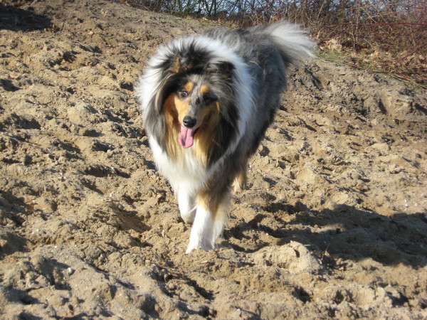 Schotse Herdershond, Langhaar