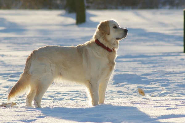Golden Retriever