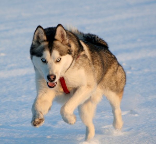 ORFAN MIJN HUSKY IN ACTIE IN DE SNEEUW !!!