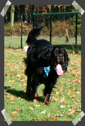 Gordon Setter