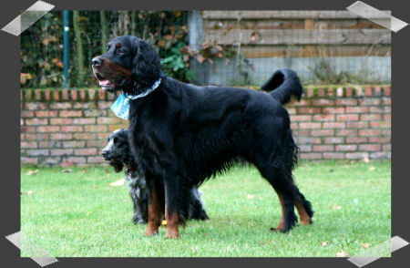 Gordon Setter