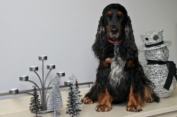 Engelse Cocker Spaniel