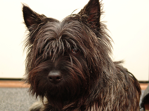 Cairn Terrier