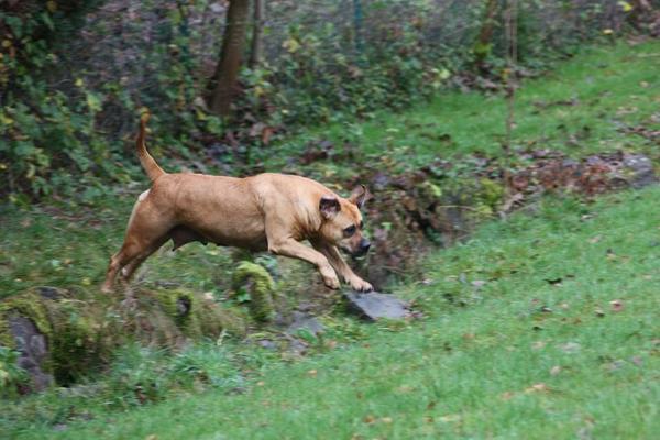 Sotho Thembi springen