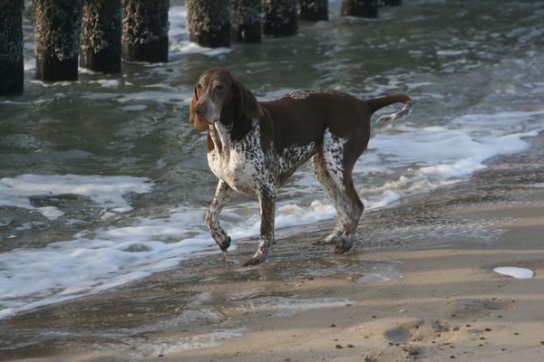 Bracco Italiano