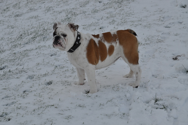 Engelse Bulldog
