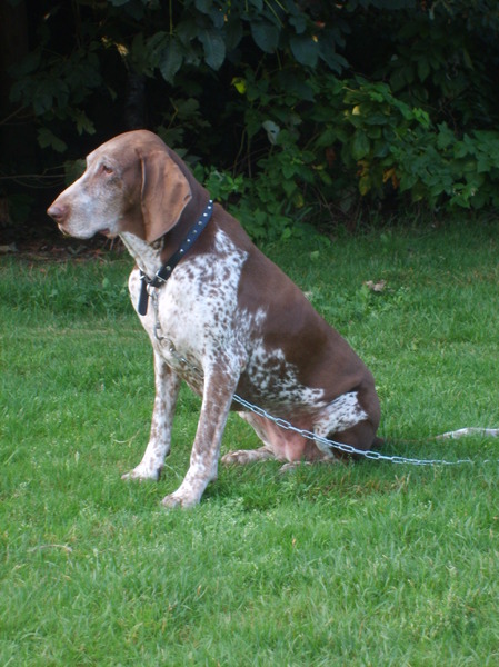 Bracco Italiano