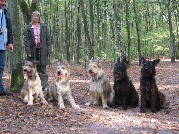 Picardische Herdershond