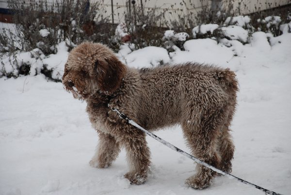 Perro de Agua Espagnõl