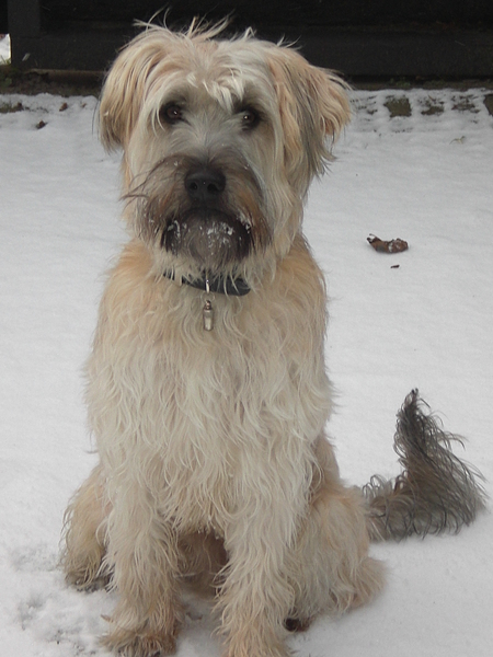 Irish Softcoated Wheaten Terriër