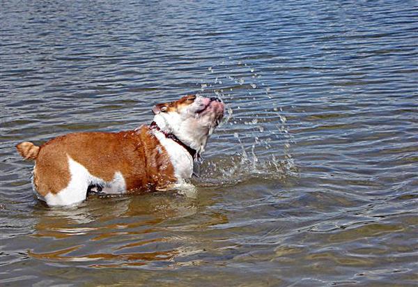 Engelse Bulldog