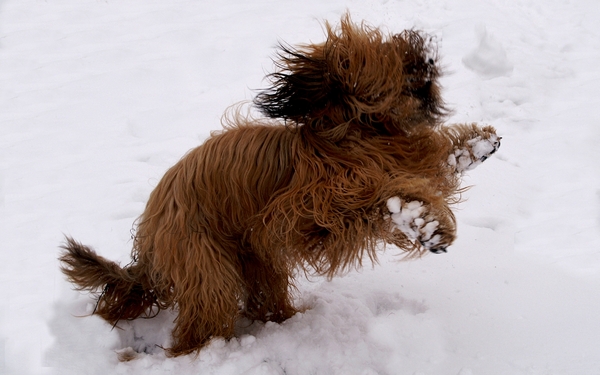 Briard
