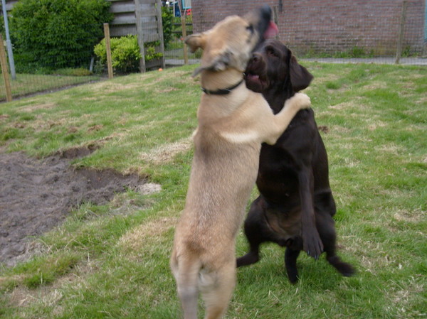 ik ben lekker al groter als jij 