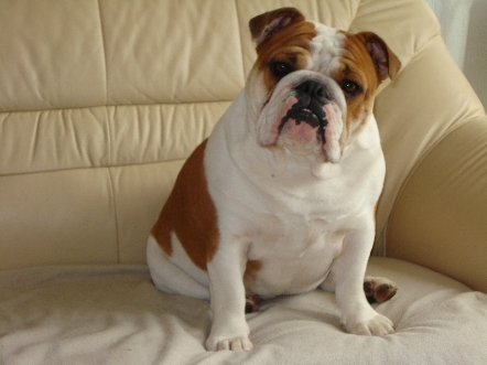 Engelse Bulldog