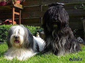 Polski Owczarek Nizinny