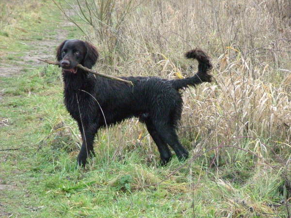 Duitse Staande Hond, Langhaar