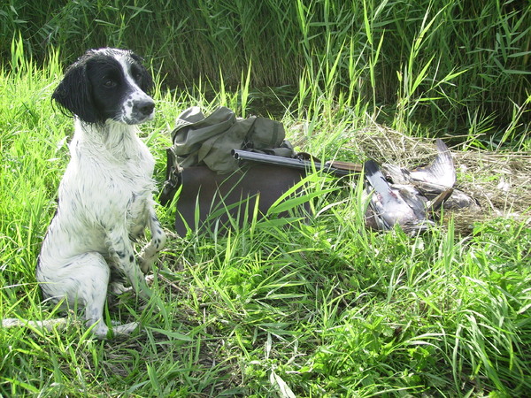 Engelse Springer Spaniel