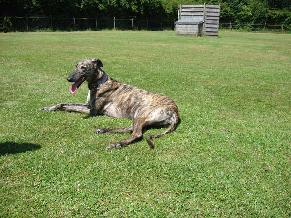 Galgo Español